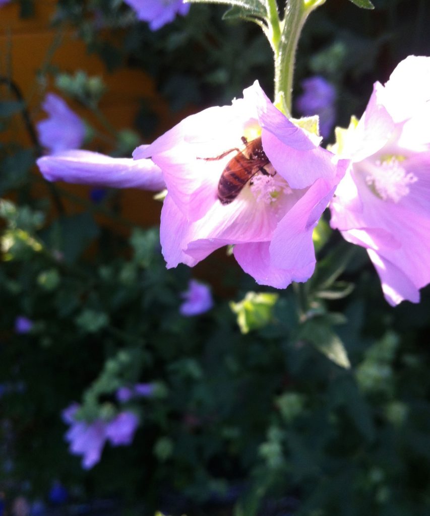 Blüte mit Insekt